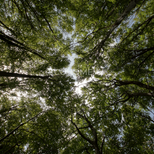 1注文100円の森林支援について